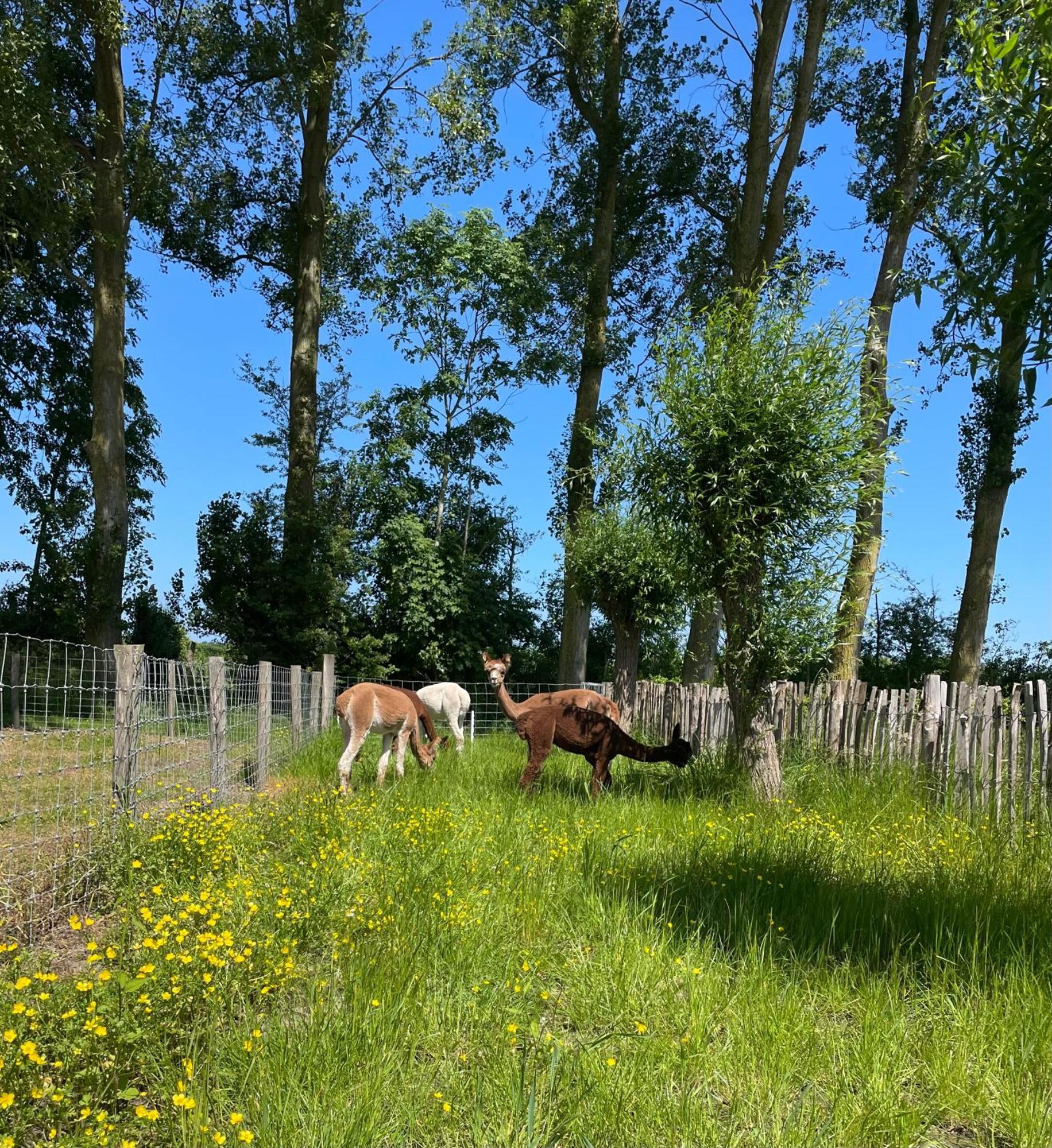 Nieuw Landelijk Vakantiehuis Aan Zee Oostkapelle Buitenkant foto
